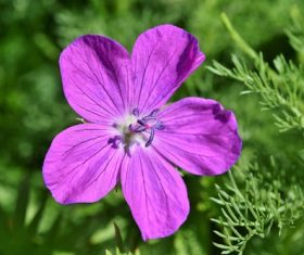 a flower blooming in the grass Stock Photo