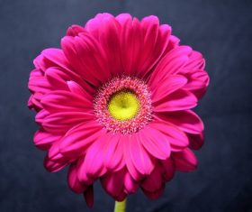 beautiful blooming flower Stock Photo