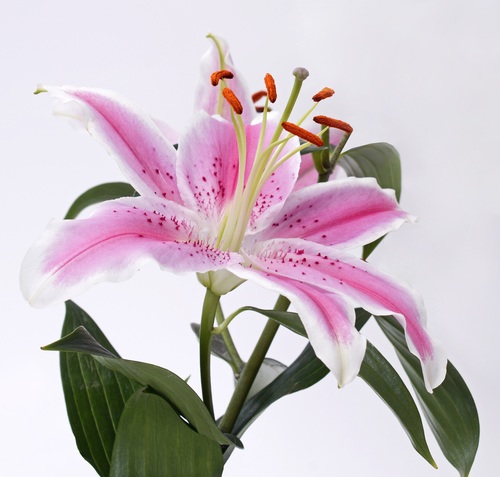 beautiful lily flower Stock Photo