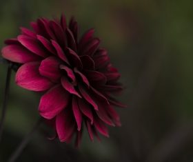 beautiful red flower Stock Photo