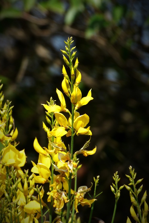 beautiful yellow flowers in nature Stock Photo