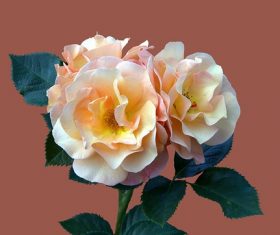 blooming white roses Stock Photo