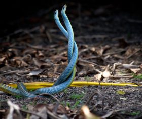 blue couple snakes in nature Stock Photo