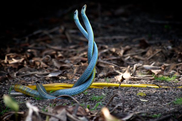 blue couple snakes in nature Stock Photo