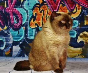 brown cat by artistic painted wall Stock Photo