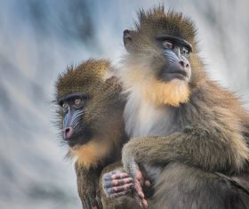 cute primate family Stock Photo