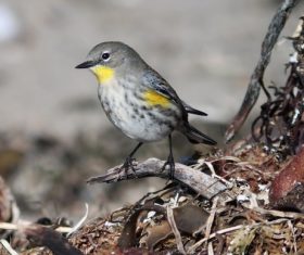 cute tiny bird in nature Stock Photo