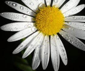 dew on fresh white flower Stock Photo