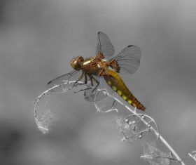 dragonfly on branch Stock Photo