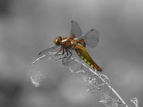 dragonfly on branch Stock Photo