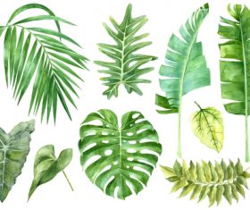 leaves of tropical trees vector illustration 01