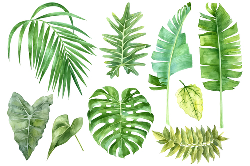 leaves of tropical trees vector illustration 01