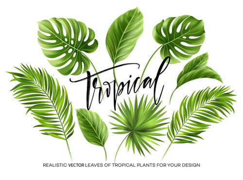 leaves of tropical trees vector illustration 02
