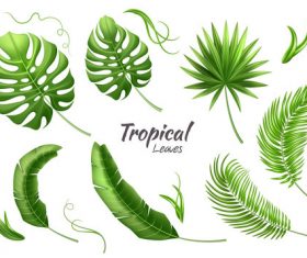 leaves of tropical trees vector illustration 03