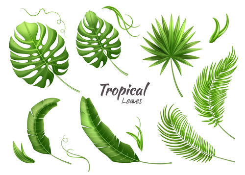 leaves of tropical trees vector illustration 03