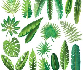 leaves of tropical trees vector illustration 04