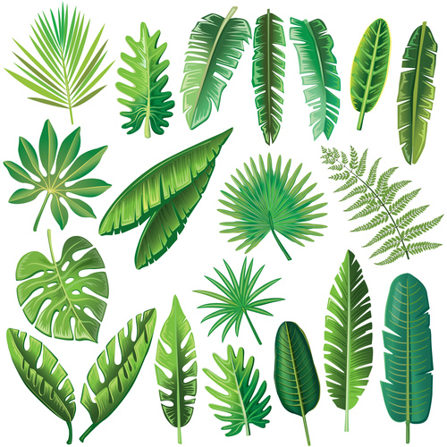 leaves of tropical trees vector illustration 04