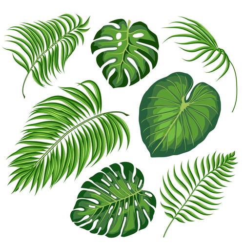 leaves of tropical trees vector illustration 05 free download
