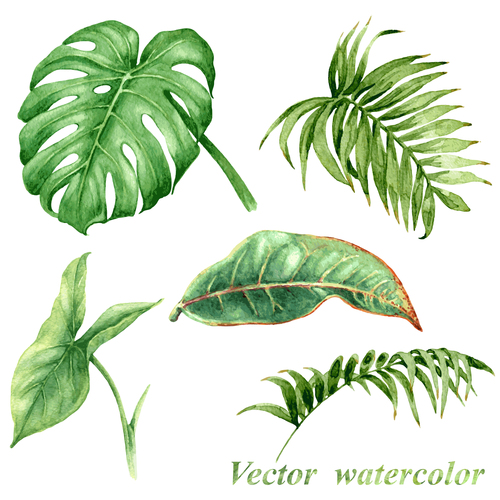 leaves of tropical trees vector illustration 06
