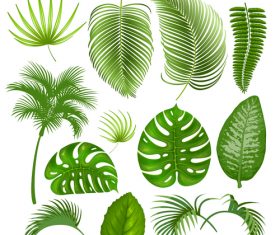 leaves of tropical trees vector illustration 07