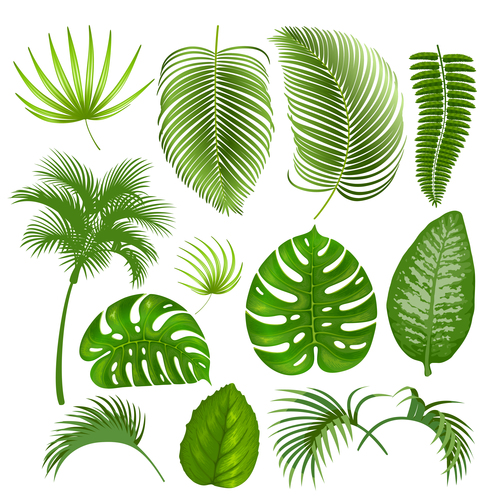 leaves of tropical trees vector illustration 07