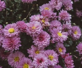 pink blooming flowers in nature Stock Photo
