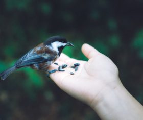 small wild bird on hand Stock Photo