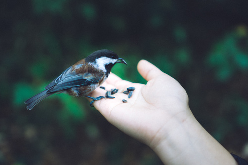 small wild bird on hand Stock Photo