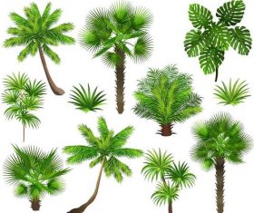 tropical tree illustration vector