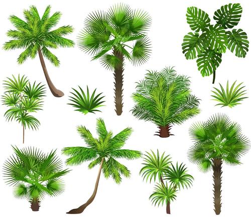 tropical tree illustration vector
