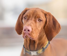 vizsla Stock Photo