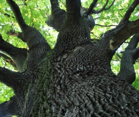 with luxuriant foliage of trees Stock Photo 02