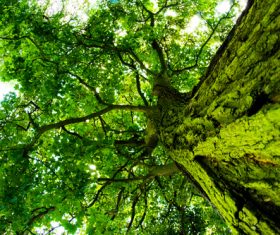 with luxuriant foliage of trees Stock Photo 03