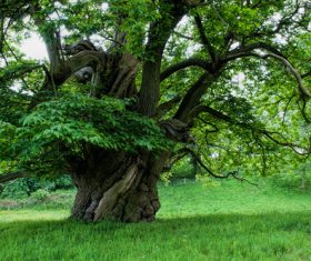 with luxuriant foliage of trees Stock Photo 04
