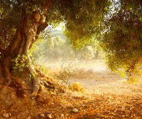 with luxuriant foliage of trees Stock Photo 05