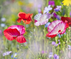 Beautiful wildflowers on summer meadow Stock Photo 01