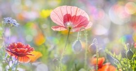 Beautiful wildflowers on summer meadow Stock Photo 02