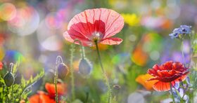 Beautiful wildflowers on summer meadow Stock Photo 04