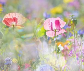Beautiful wildflowers on summer meadow Stock Photo 05