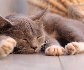 Brown cat sleeping Stock Photo