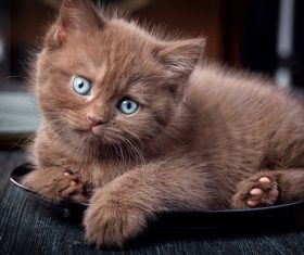 Brown kitten in the plate Stock Photo
