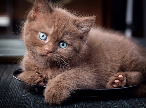 Brown kitten in the plate Stock Photo
