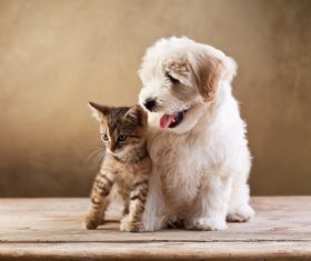 Cat and dog Stock Photo 01