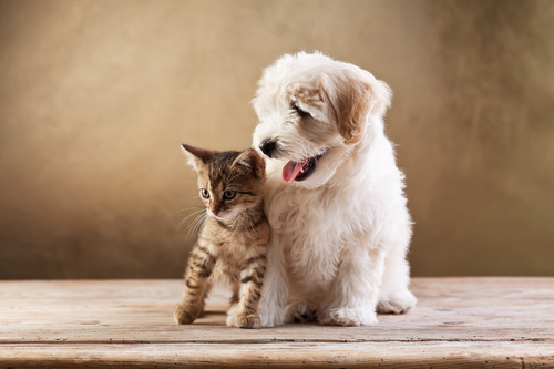 Cat and dog Stock Photo 01
