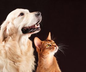 Cat and dog Stock Photo 02