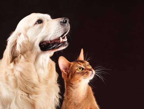 Cat and dog Stock Photo 02