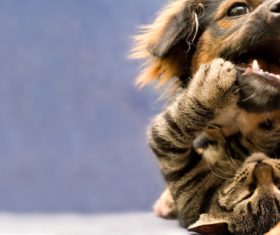 Cat and dog fight Stock Photo