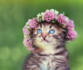 Cat wearing a wreath Stock Photo