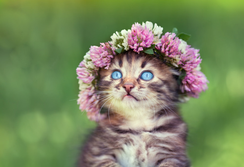 Cat wearing a wreath Stock Photo