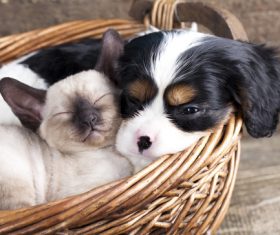 Cats and dogs sleeping in bamboo baskets Stock Photo